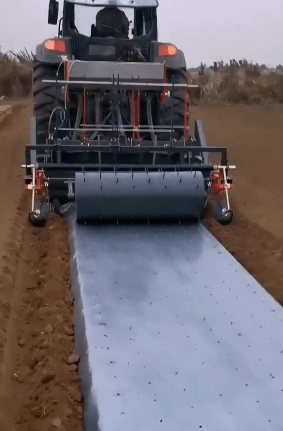 Cultivating Success: Boosting Rhodiola Rosea Yields with Mechanical Transplanters on Plastic Mulch Beds in&nbsp;Alberta